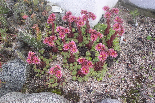 sempervivum guiseppii